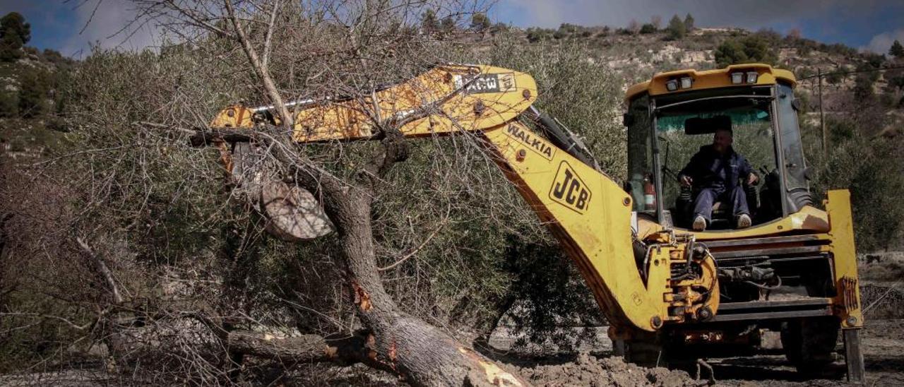 Una excavadora arrancando almendros en campos de Balones.