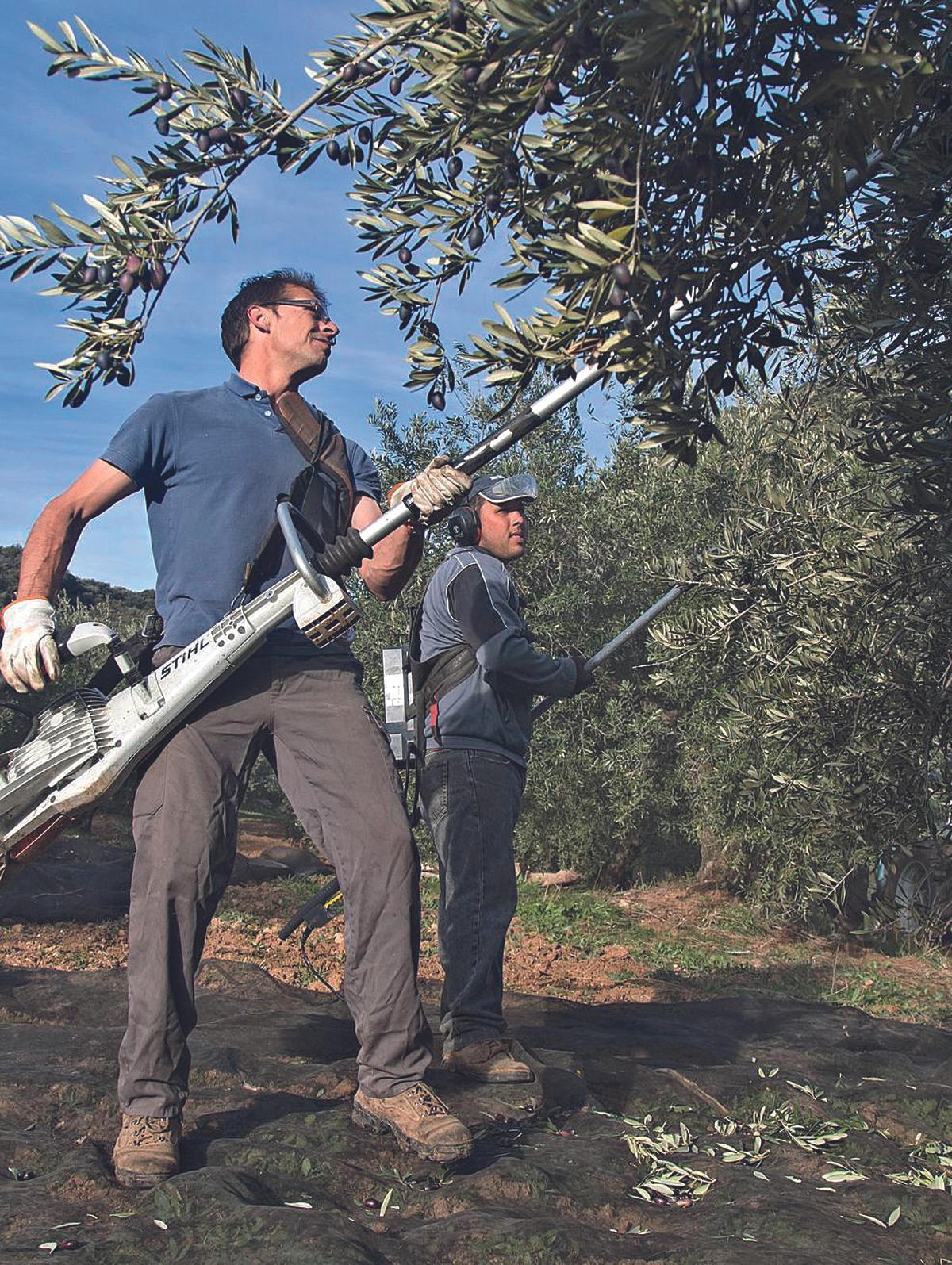 En el olivar también se cuenta con amplitud de superficie ecológica.