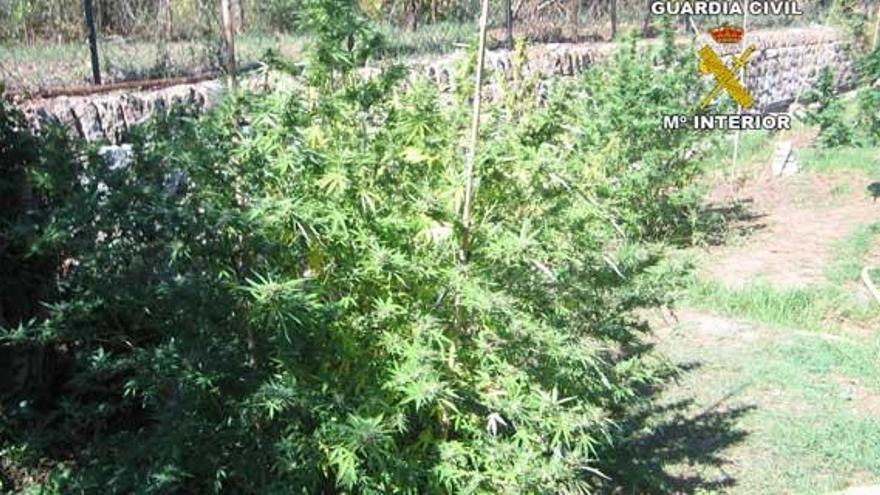 Detenido por tener una plantación de marihuana en Sóller