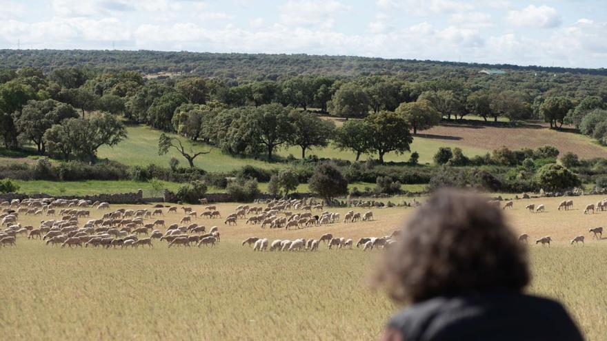 Ovejas sayaguesas pastoreando en un campo seco. | Emilio Fraile