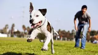 Demuestran científicamente que jugar con un perro durante 15 minutos reduce el nivel de estrés