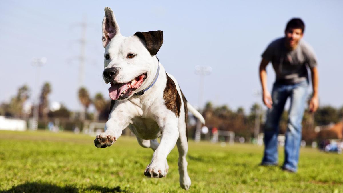 Jugar con los perros reduce el estrés más de un 33%, según una prueba científica