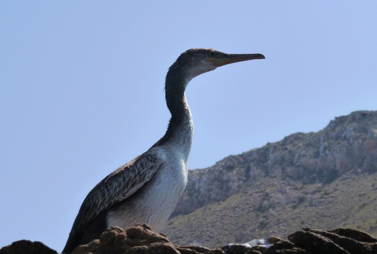 Uno de los ejemplares de los que se puede disfrutar en Cabo de Palos.