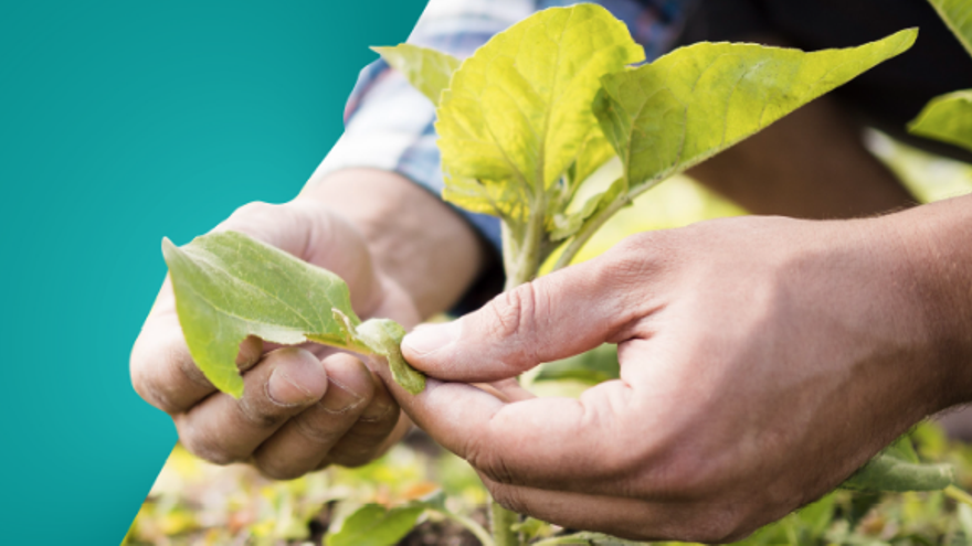 Los retos de futuro del sector agro