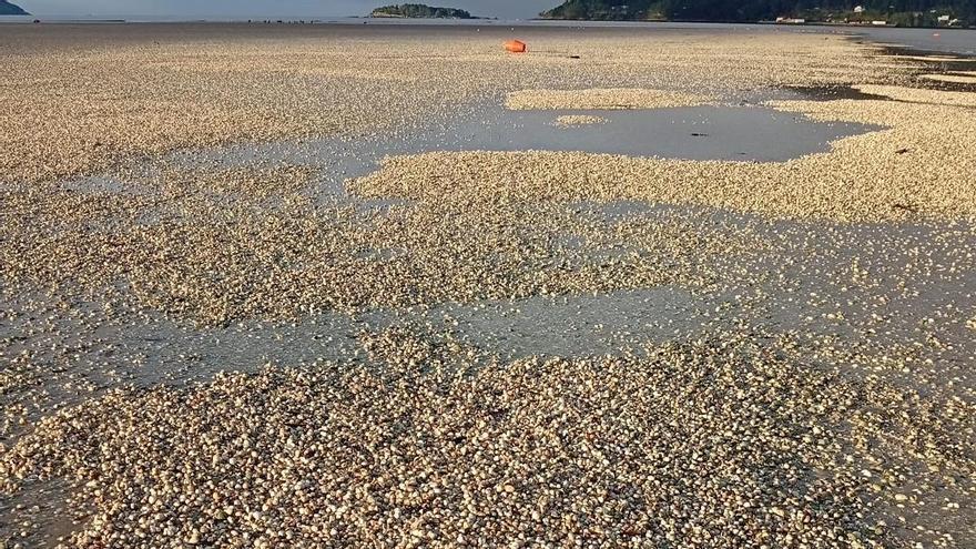 El tren de borrascas deja toneladas de berberechos muertos en las playas gallegas: "Pinta mal"