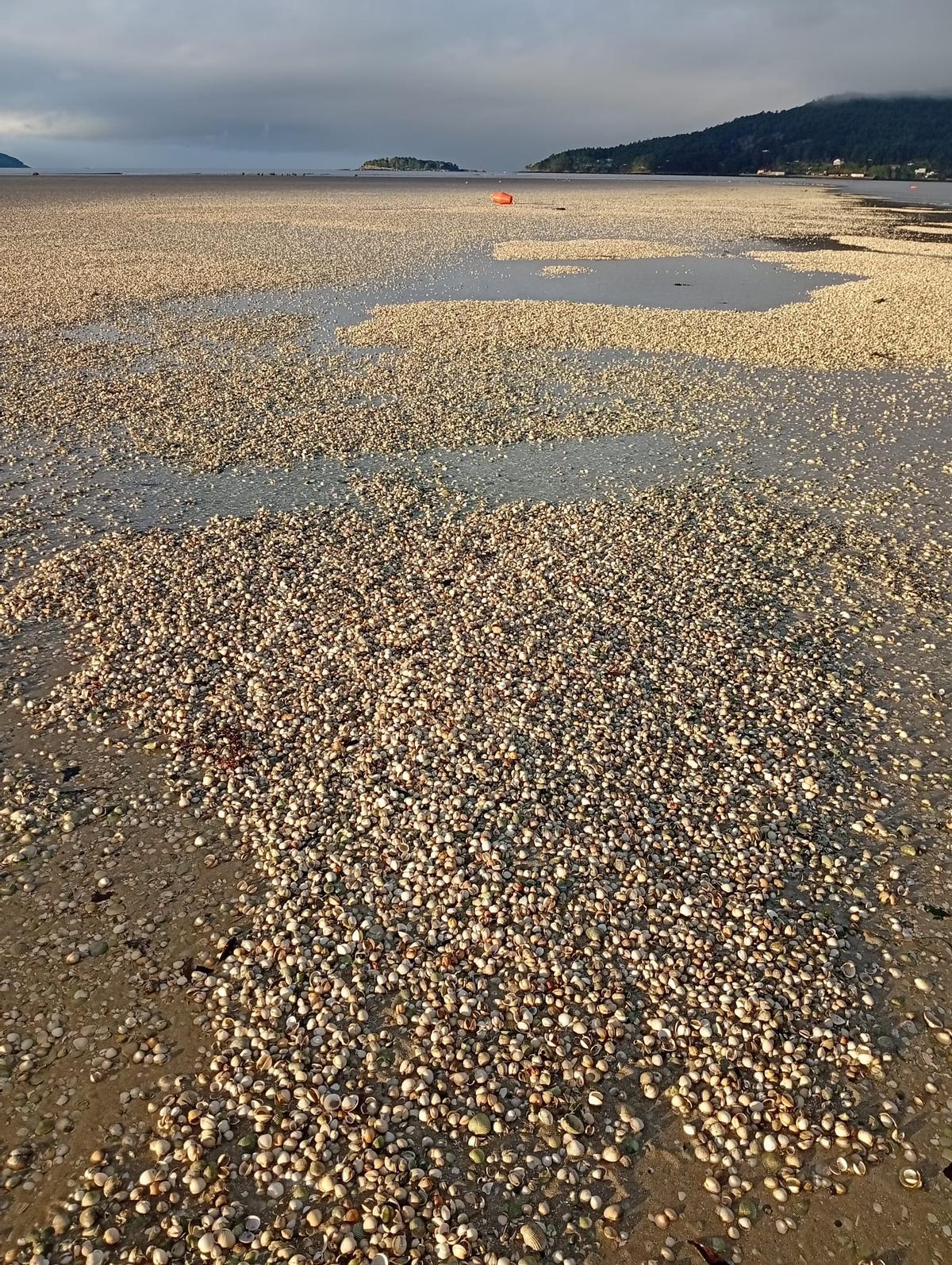 Imagen de una gran cantidad de berberechos muertos, este domingo en la playa noiesa de Testal.