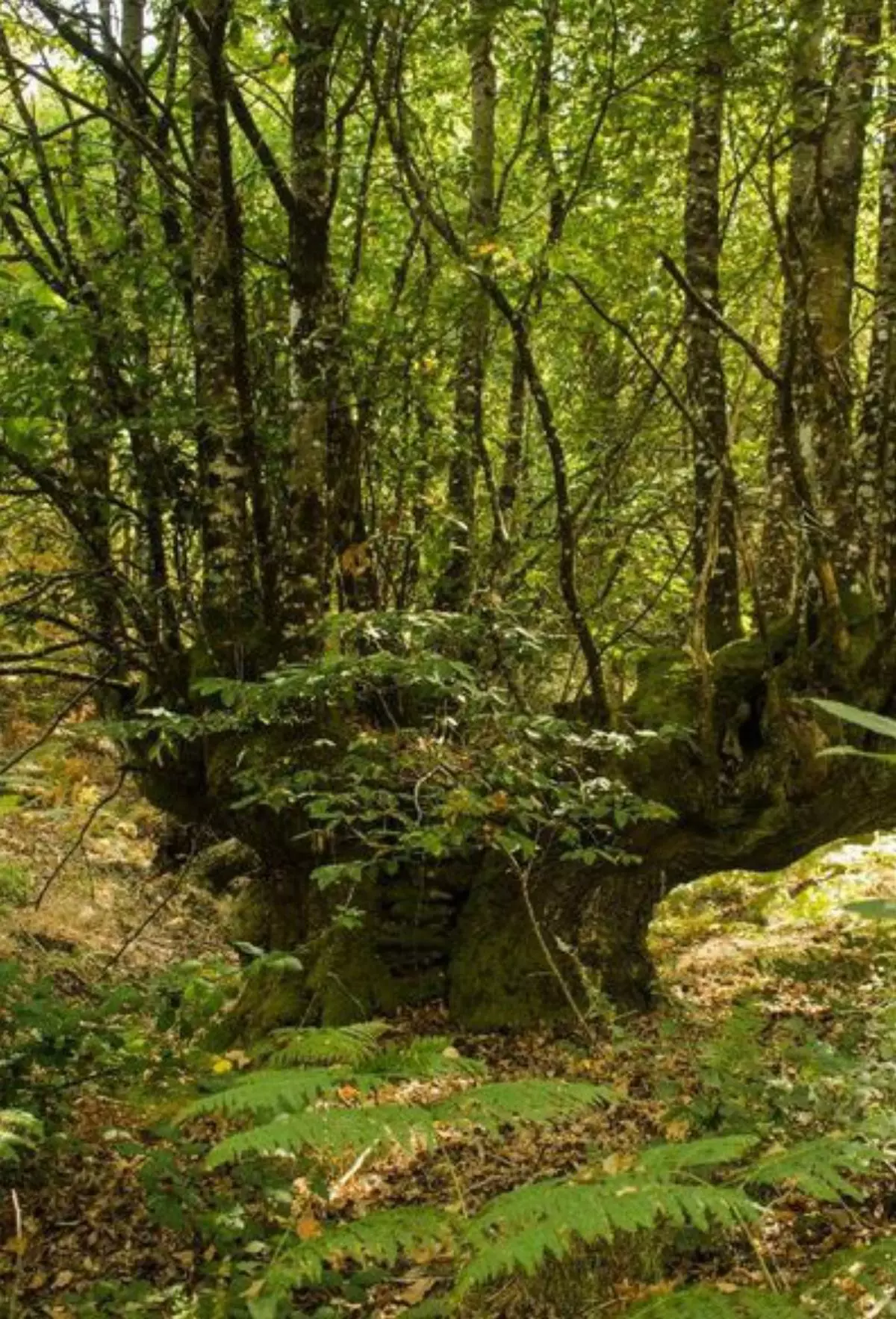 El castaño de Surribas, en O Irixo, catalogado como árbol singular