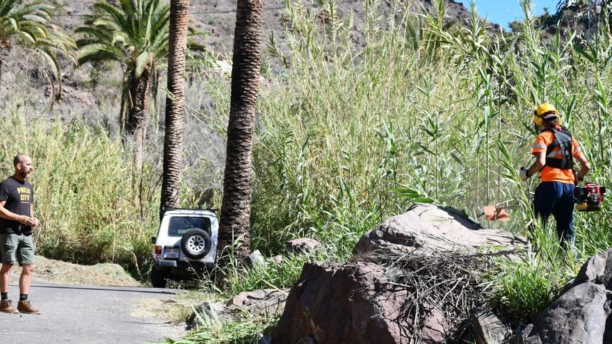 Mogán limpia 4,3 hectáreas en núcleos rurales para evitar los incendios