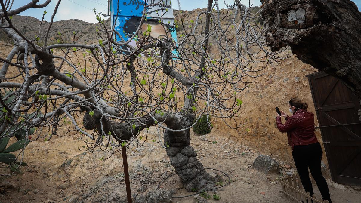 La higuera que hay en la casa natal del poeta, en Orihuela