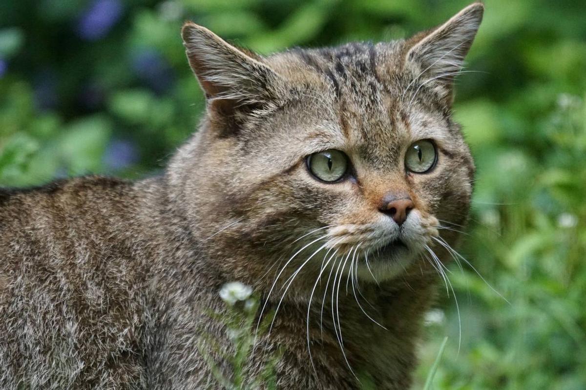 El gato montes de la peninsula iberica, en peligro de extincion