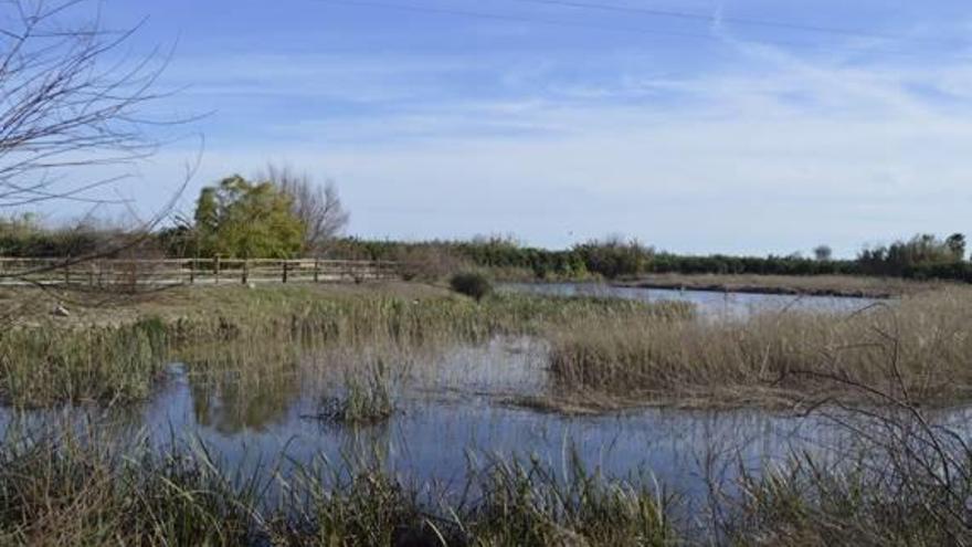 Una imagen reciente de la zona de los «ullals» Gran y de les Penyetes.