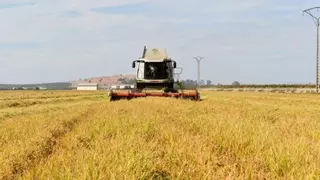 El campo extremeño pide soluciones urgentes para el arroz, ante una de las peores campañas que se recuerdan
