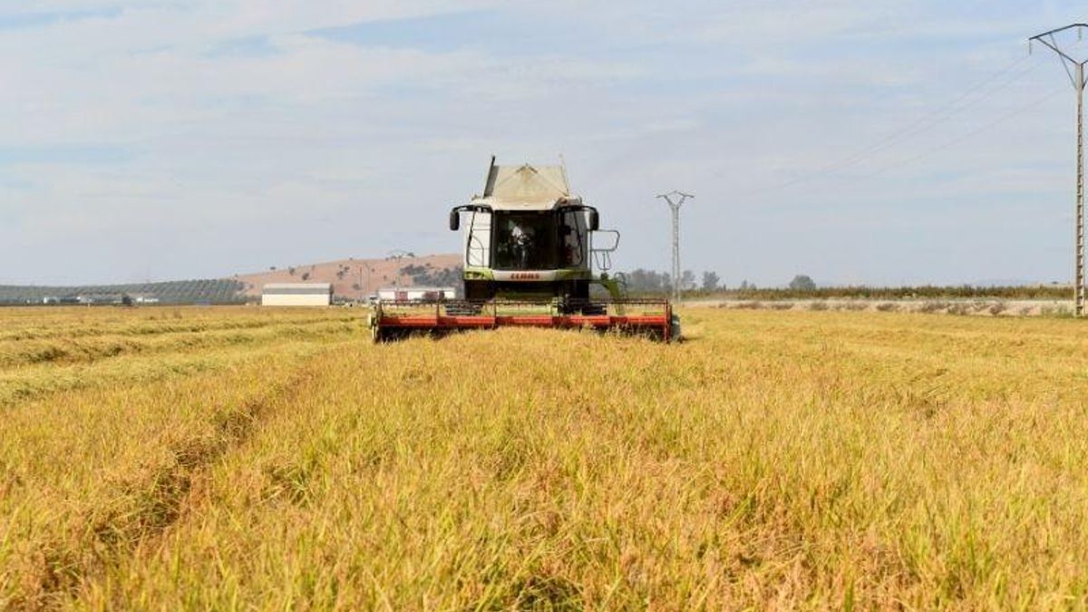 Un agricultor de Villanueva de la Serena recoge la coseha de una de sus parcelas