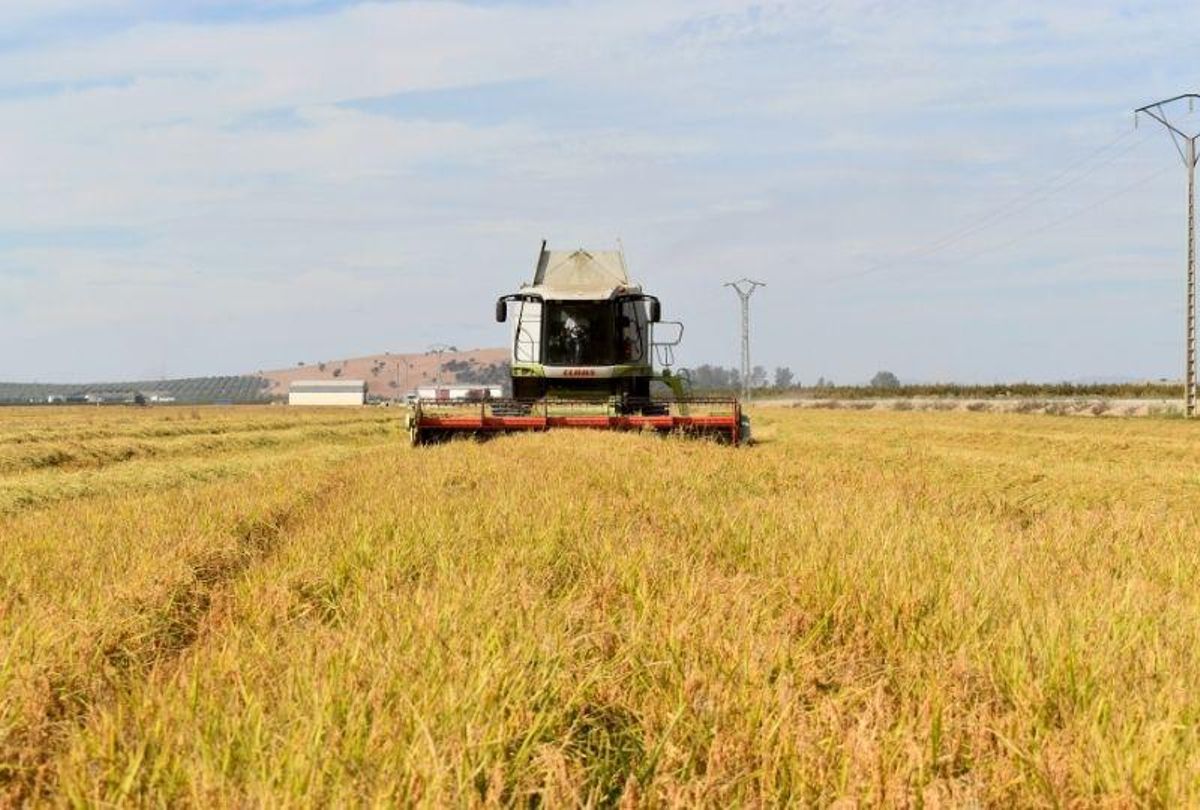 Un agricultor de Villanueva de la Serena recoge la coseha de una de sus parcelas