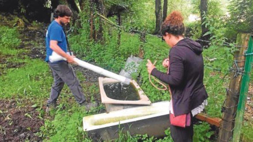 «Seguim buscant el mosquit de la febre groga»