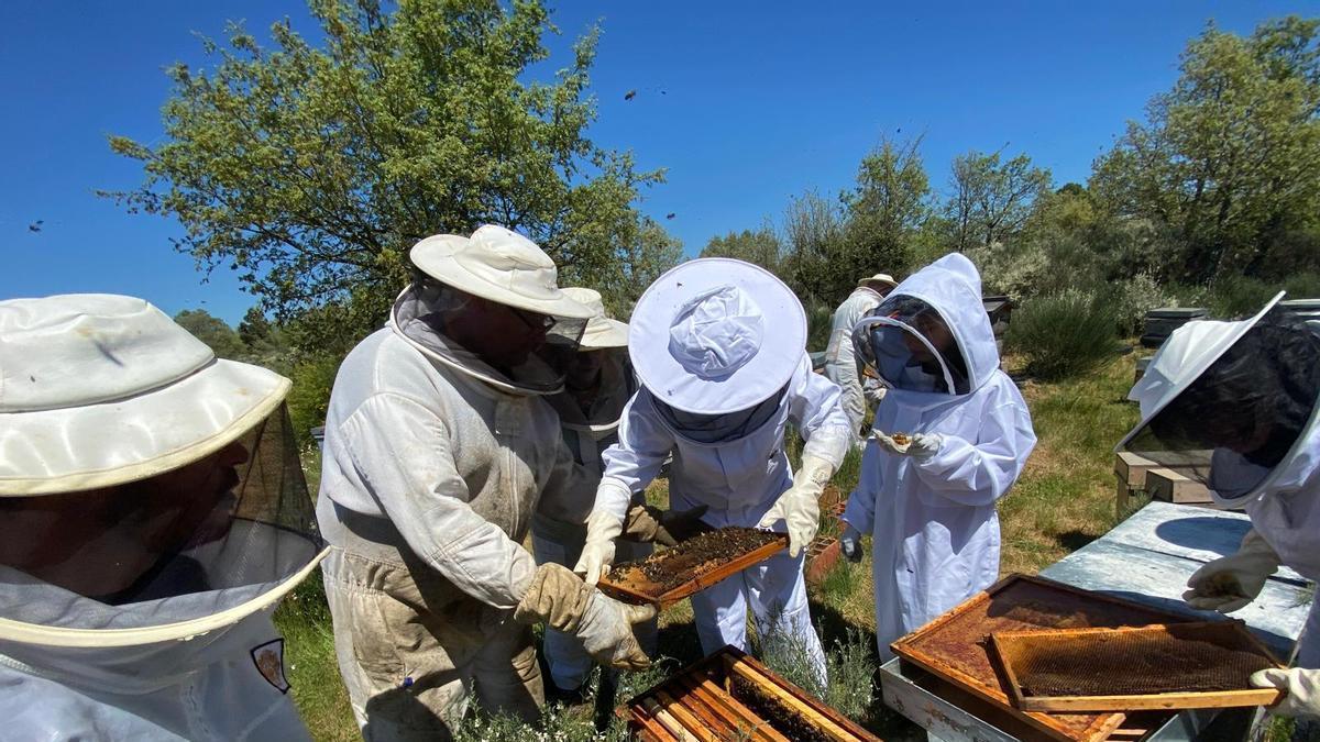 Viapis creará un banco genético con abejas autóctonas de Montesinho, Sierra de la Culebra y Sanabria