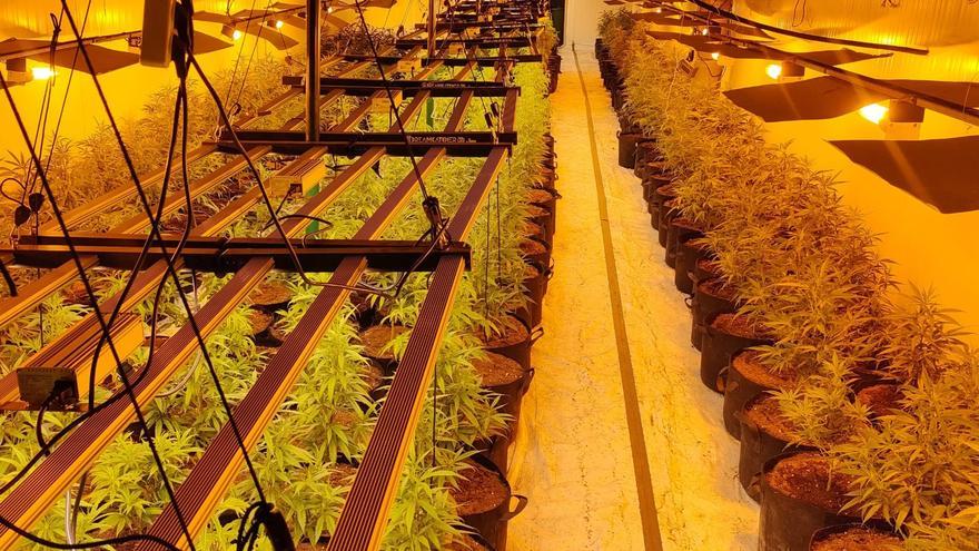 Cuatro detenidos por cultivar marihuana en una plantación bajo techo en Cuarte