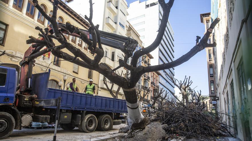 El gobierno de Barcala defiende el fracasado traslado de las melias a Playa de San Juan