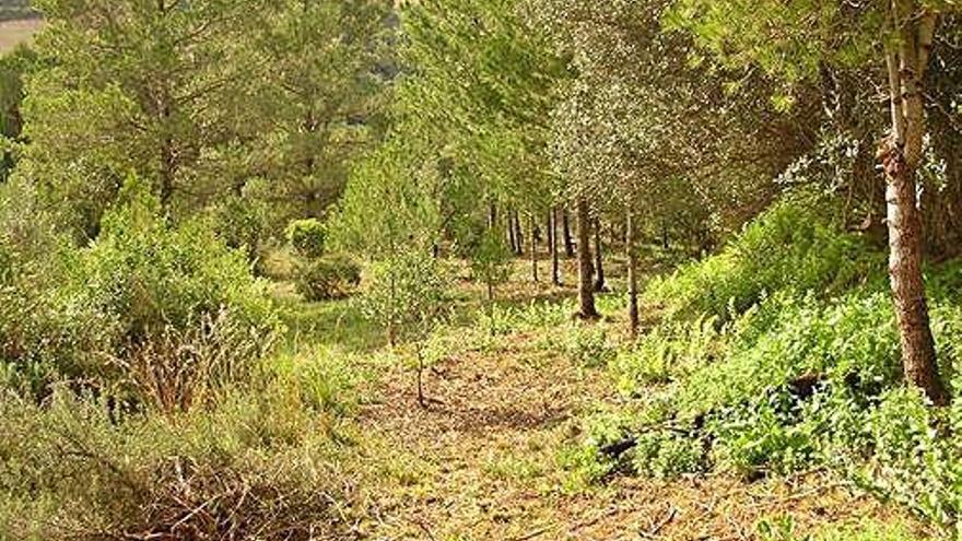 Entorn de la urbanització de Mas d&#039;en Gall, a Esparreguera