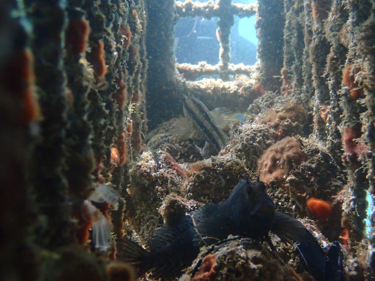 Peces y algas en el interior de una de las estructuras