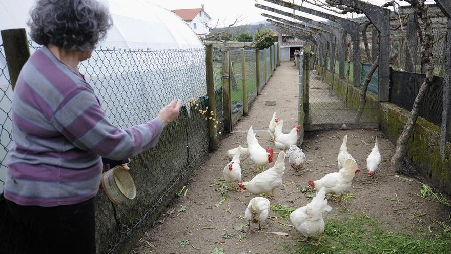 Un gallinero situado en una aldea del entorno compostelano, en A Estrada