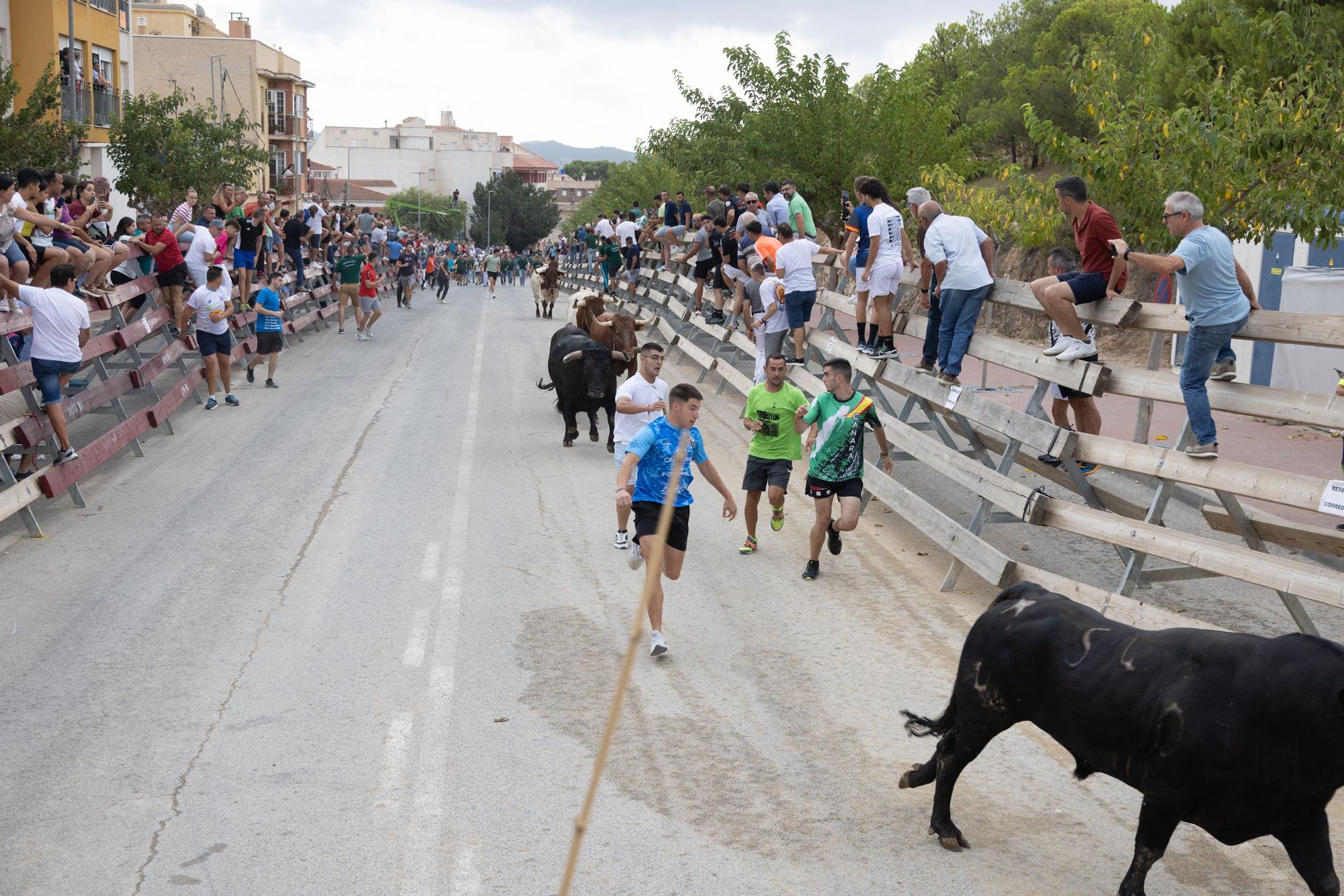 Tercer encierro de la Feria Taurina del Arroz en Calasparra