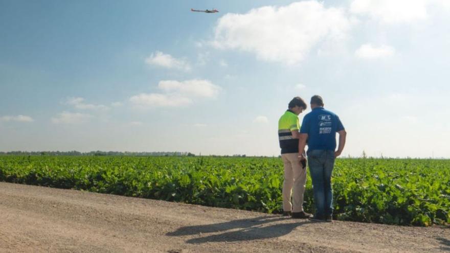 Campo de remolacha, uno de los cultivos para los que se emplean semillas tratadas con neonicotinoides. | M. J. C.