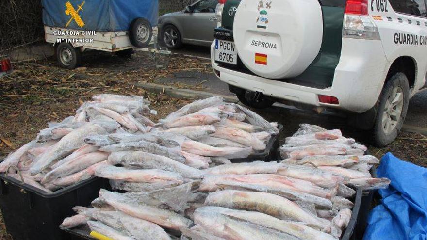 Intervenida una tonelada de pescado con destino a Rumanía