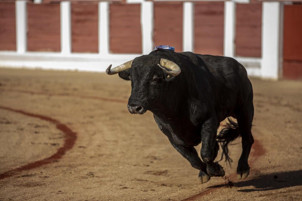 Corrida de toros de San Pedro