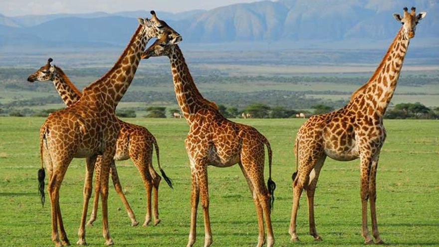 ¿Ante la extinción de las jirafas?: De 2 millones a solo 117.000 en 150 años