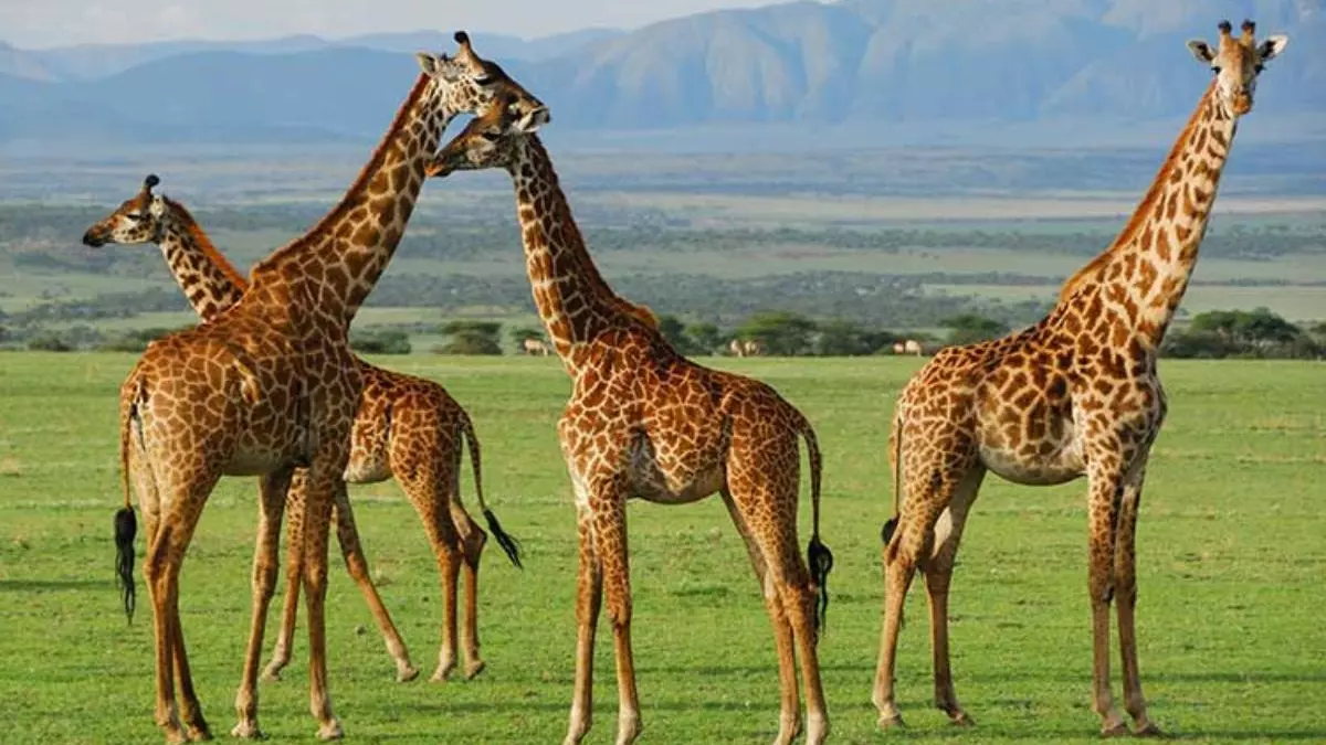 ¿Ante la extinción de las jirafas?: De 2 millones a solo 117.000 en 150 años