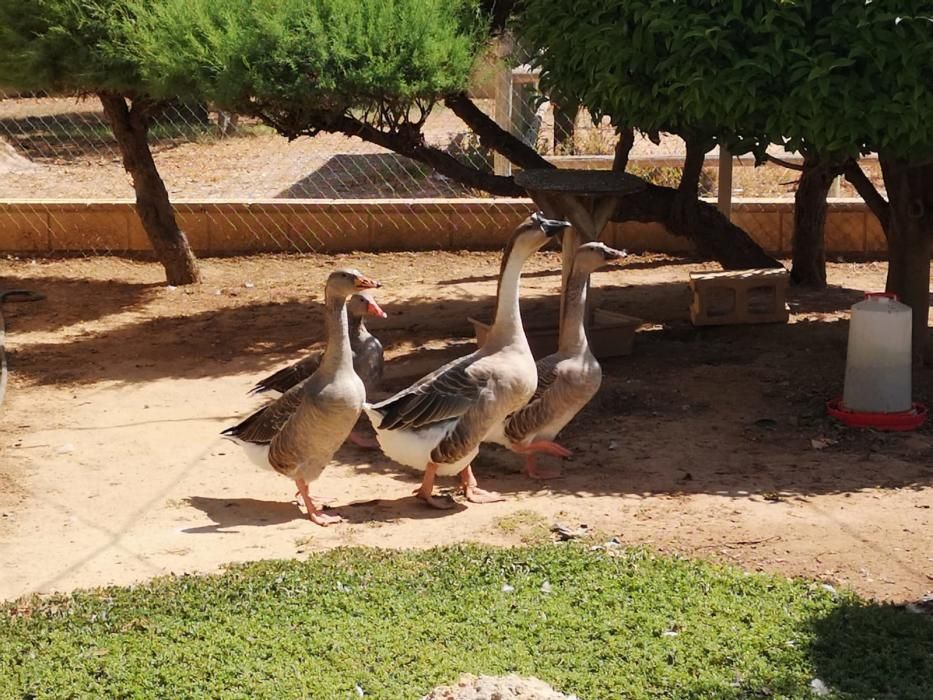 Así es el Centro Municipal de Avifauna de València