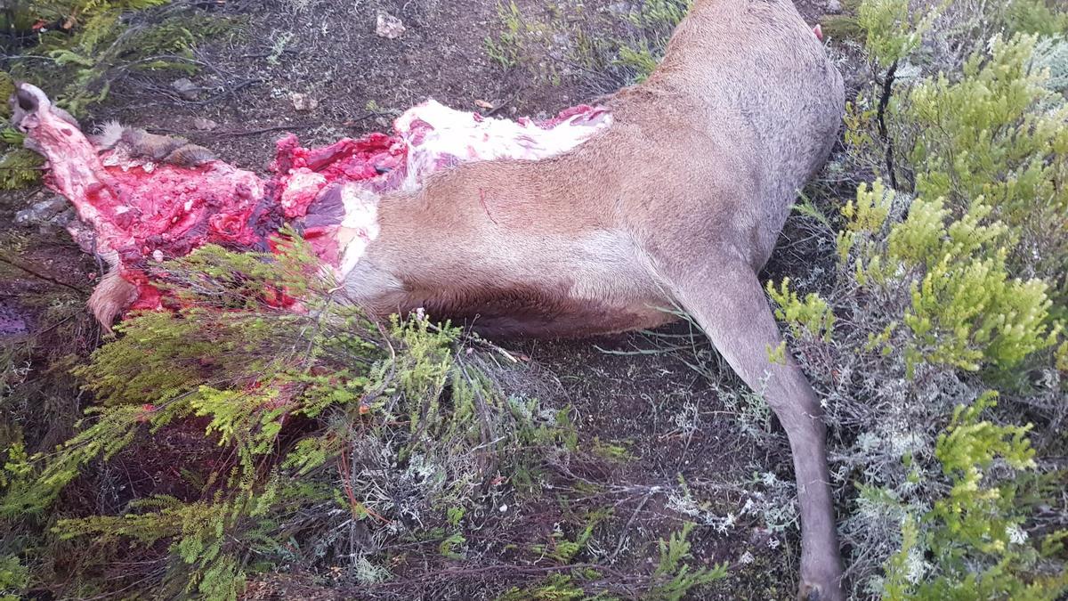 Cadáver desmembrado del ciervo hallado en Linarejos.
