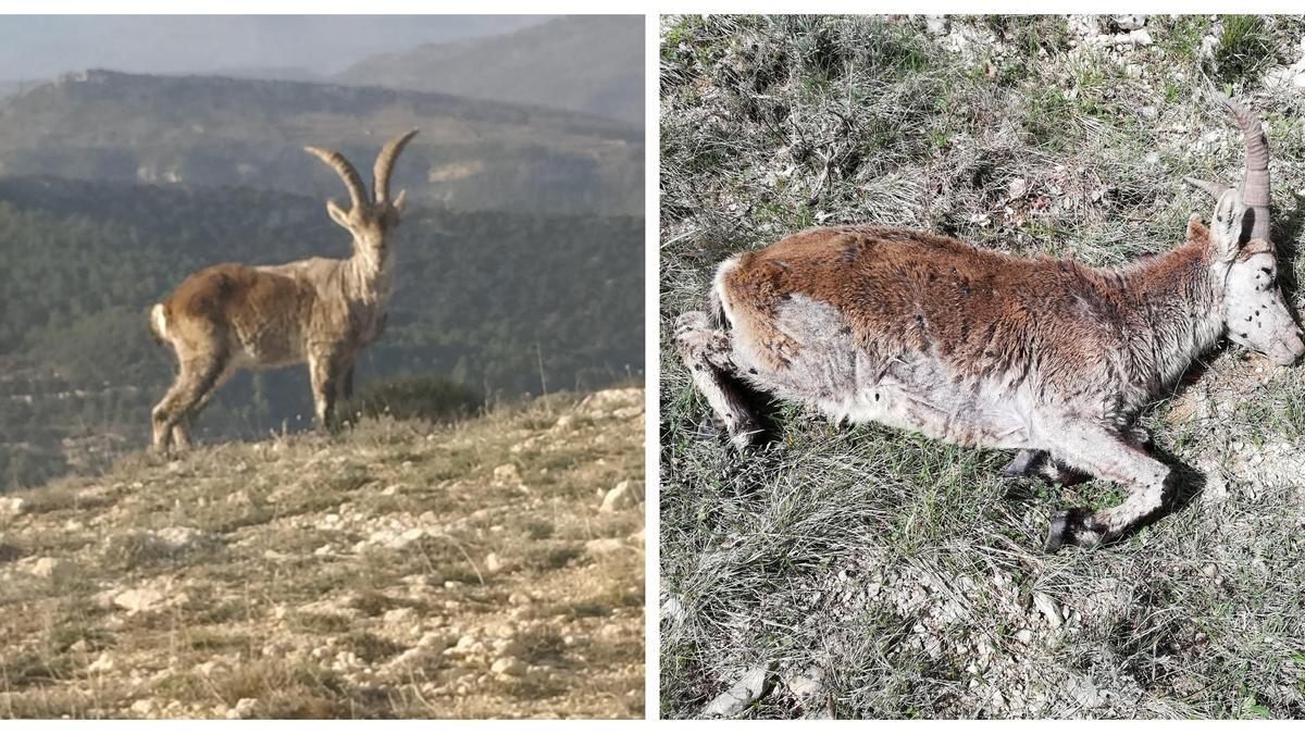 La sarna se ha cobrado ya la mitad de la población de cabras en Els Ports.