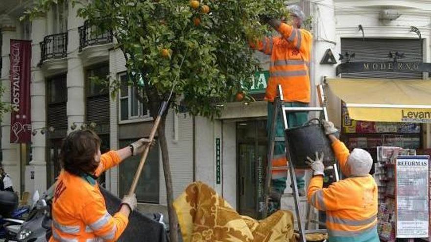 Los 14.991 naranjos amargos de la calle dan unas 300 toneladas de fruto