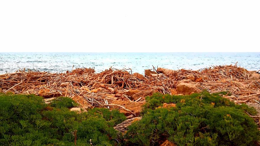 Los vecinos del Faro de Cullera reclaman la limpieza urgente de cañas acumuladas desde la dana