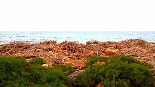 Vecinos del Faro denuncian el fuerte olor de las cañas acumuladas en las rocas desde la dana