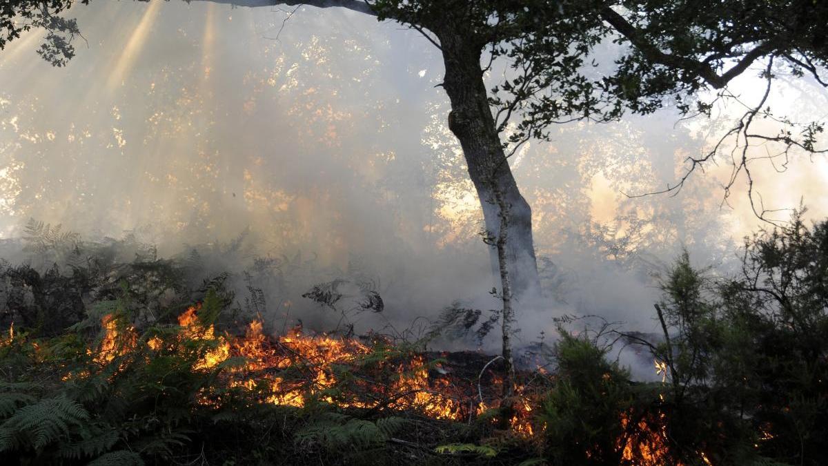 Un incendio forestal. // Bernabé