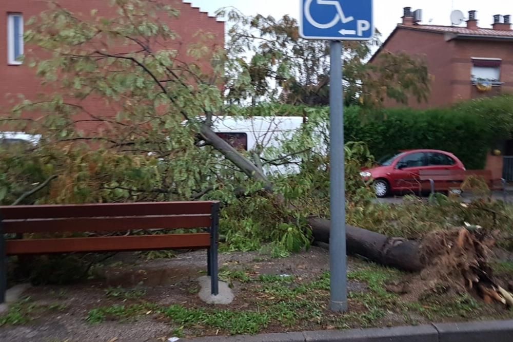 Pla general d'un arbre caigut a Vilafant (Alt Empo