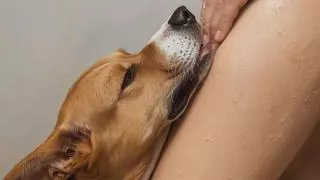 Los veterinarios lo tienen claro: el motivo por el que tu perro te lame las piernas al salir de la ducha