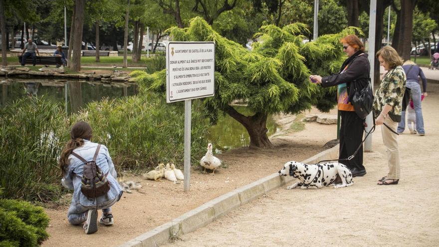 Castelló pide no alimentar a los patos de los parques para evitar ratas