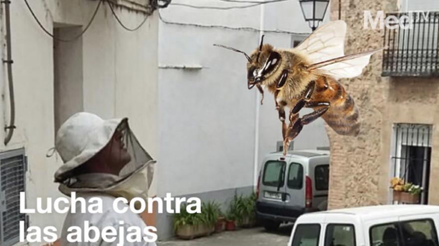 Cerco a las abejas al retirar 23 enjambres en 48 horas