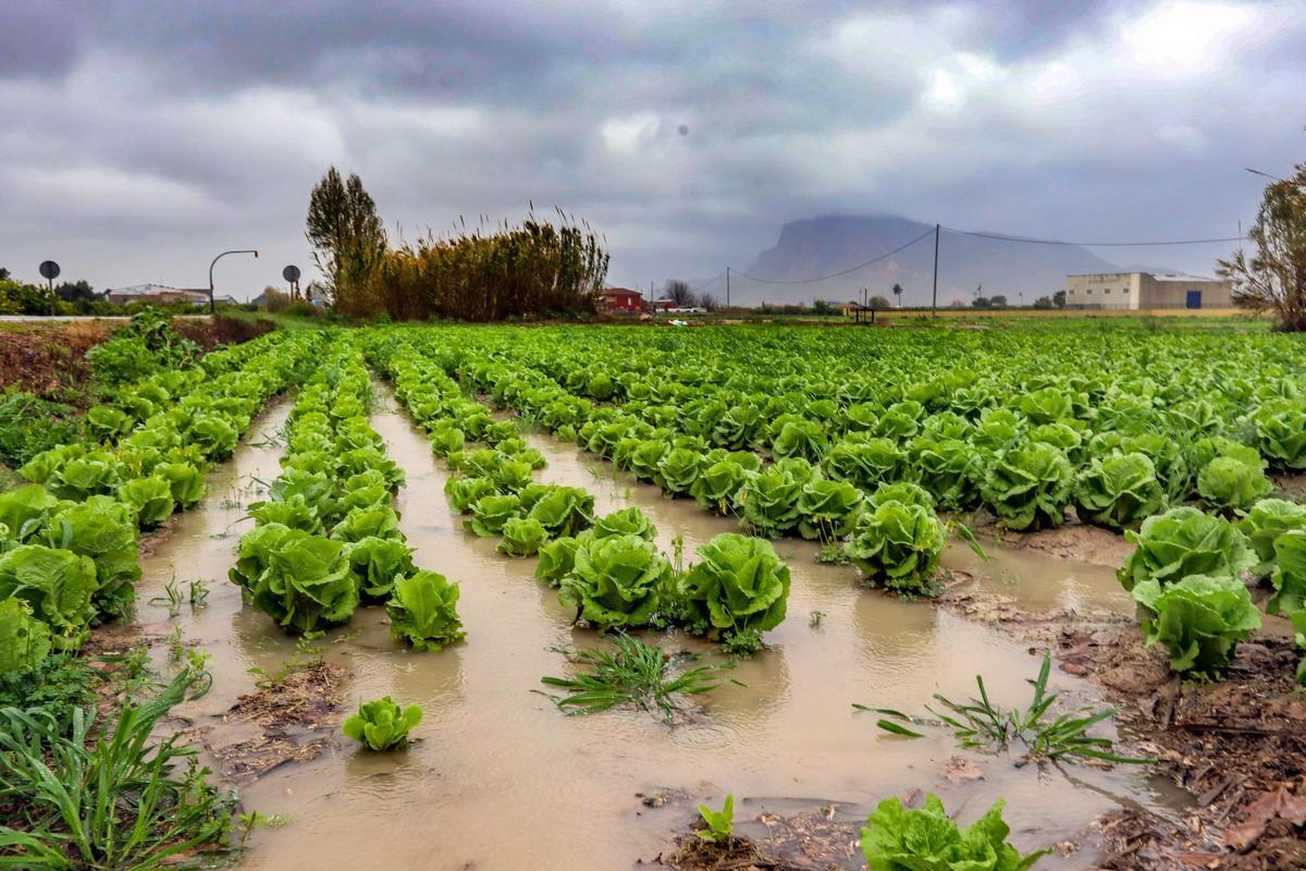 Un bancal de hortalizas regado por las lluvias en la huerta tradicional de Orihuela