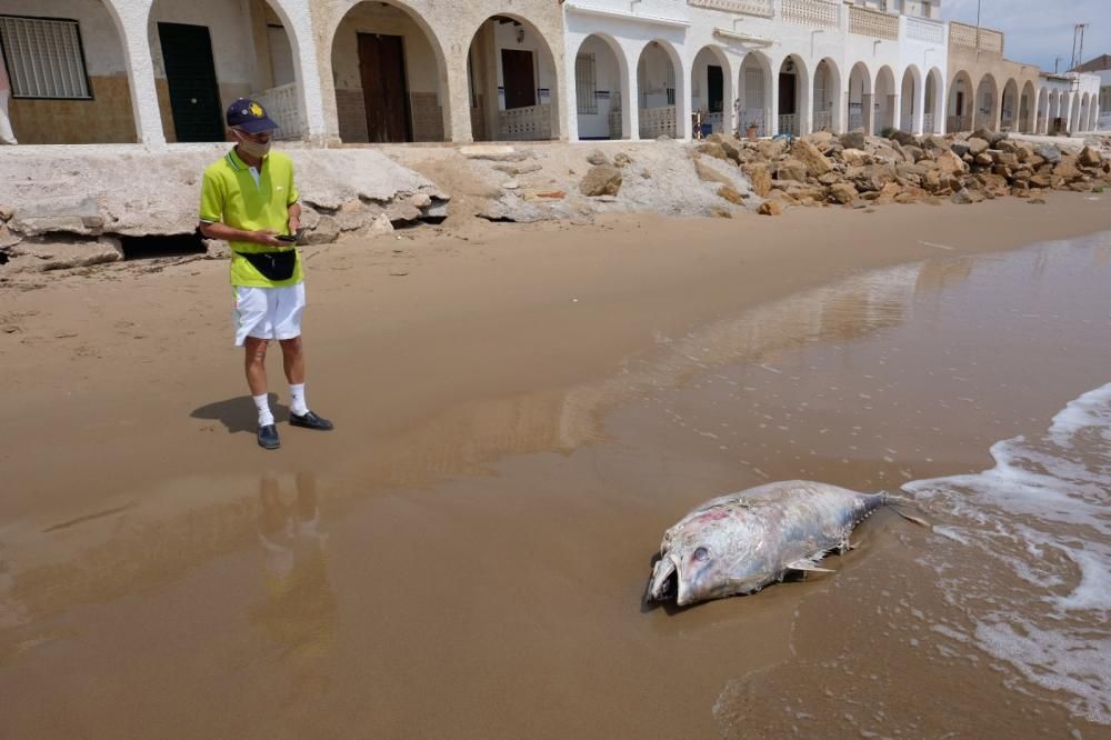 Aparece muerto un atún de unos 40 kilos en la orilla de la playa de El Pinet en Elche