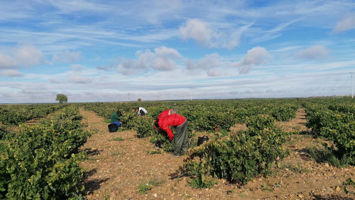 Viticultores recolectan uvas en una campaña de vendimia anterior