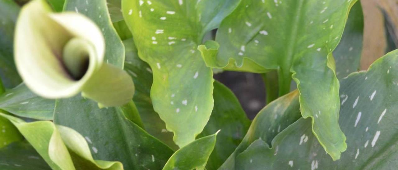 Calas, el poderío del jardín - La Nueva España