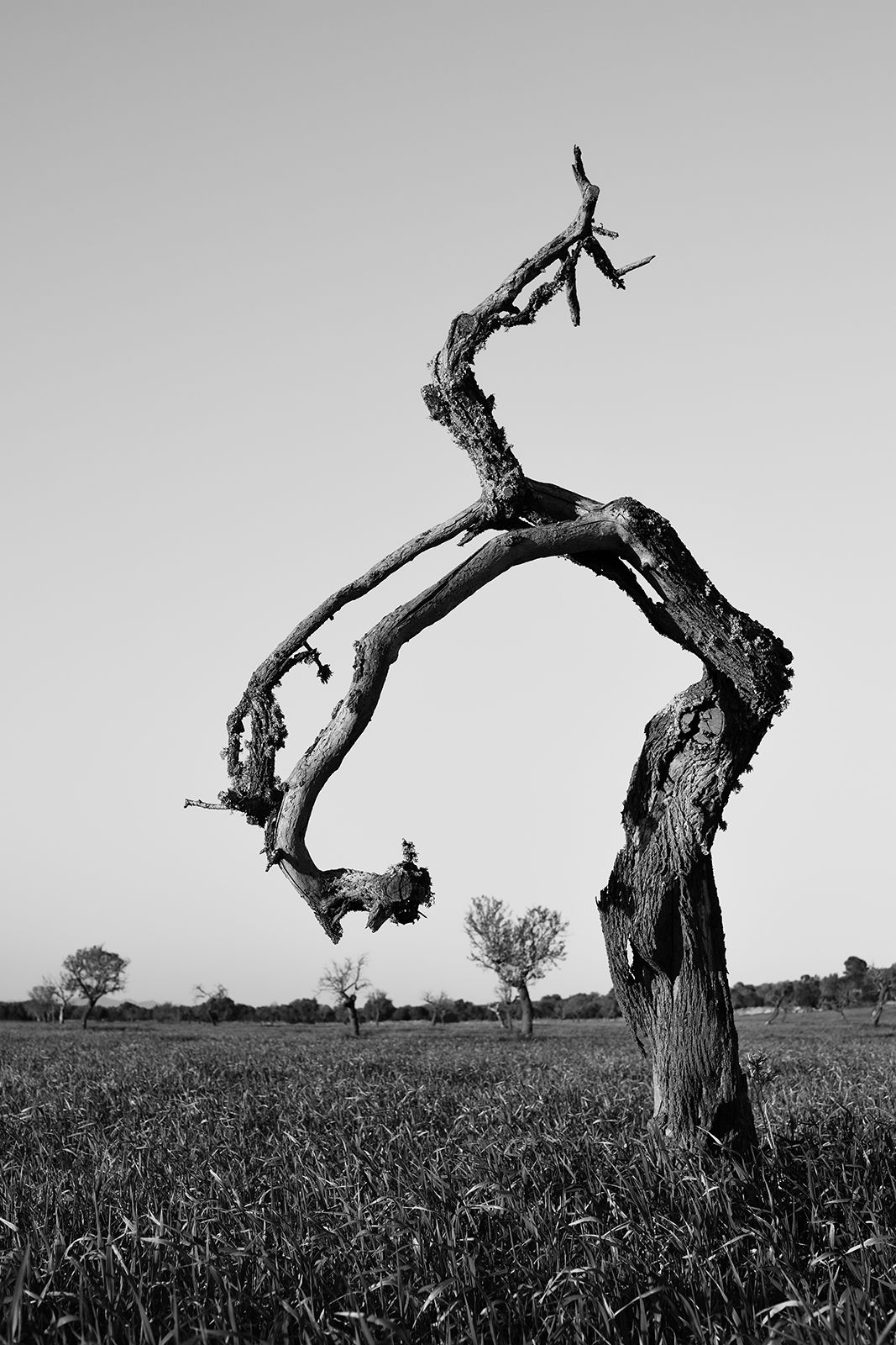 'Sacrificis', el "drama visual" de la pérdida del almendro