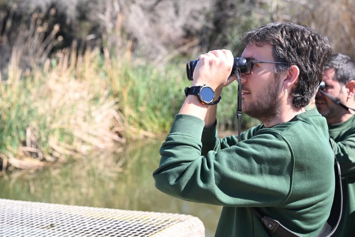 Los técnicos municipales estudian los primeros movimientos en libertad de las aves en el Clot de Galvany de Elche