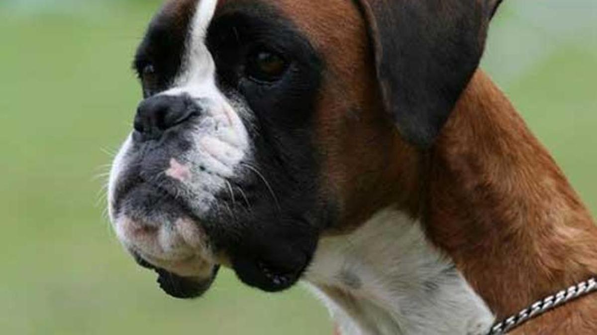 Boxer