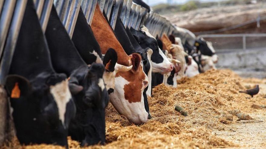 Tenerife seeks alternatives for the thousands of tons of livestock waste